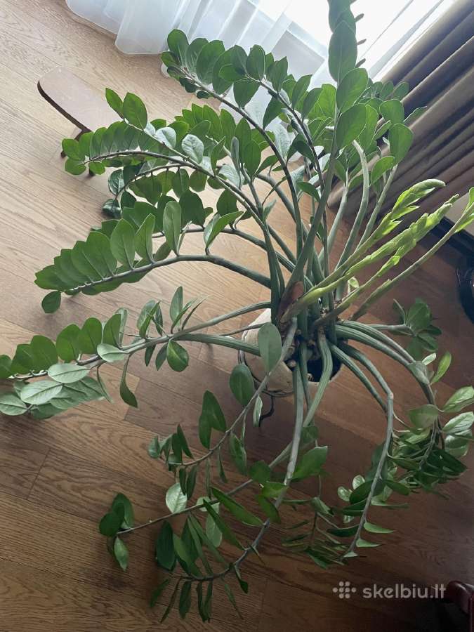 Kambariniai augalai, gėlės - pinigų medis - nuotraukos Nr. 4