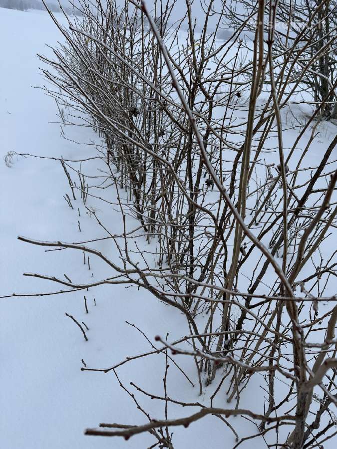 Obelaitės, sodinukai, obelys, kriaušaitės didmena. - nuotraukos Nr. 15