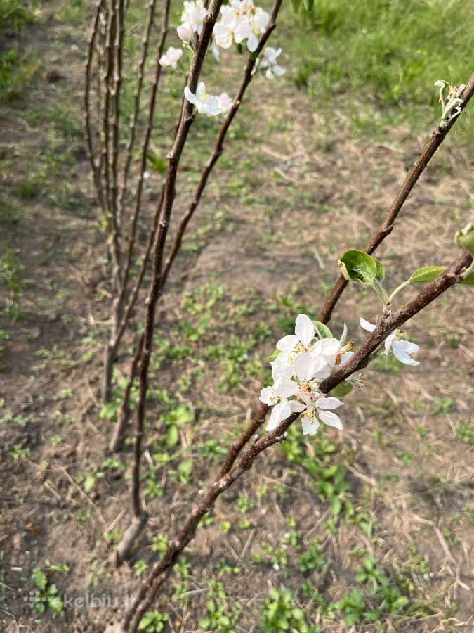 Obelaitės, sodinukai, obelys, kriaušaitės didmena. - nuotraukos Nr. 19