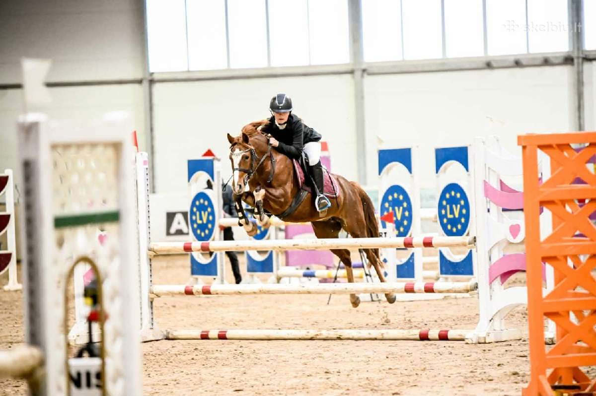 Champion pony