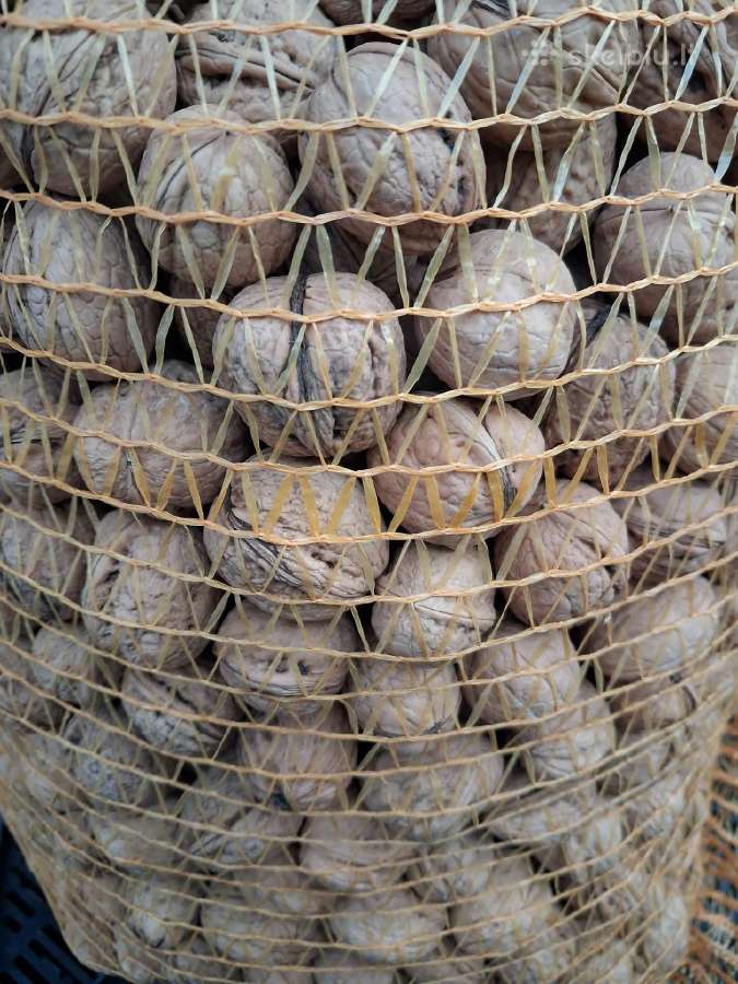 Parduodami švieži riešutai! Graikiniai riešu - nuotraukos Nr. 4