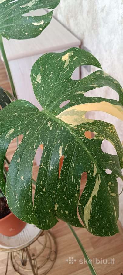 The Monstera Thai Constellation 'Crme Brle'(? - nuotraukos Nr. 2
