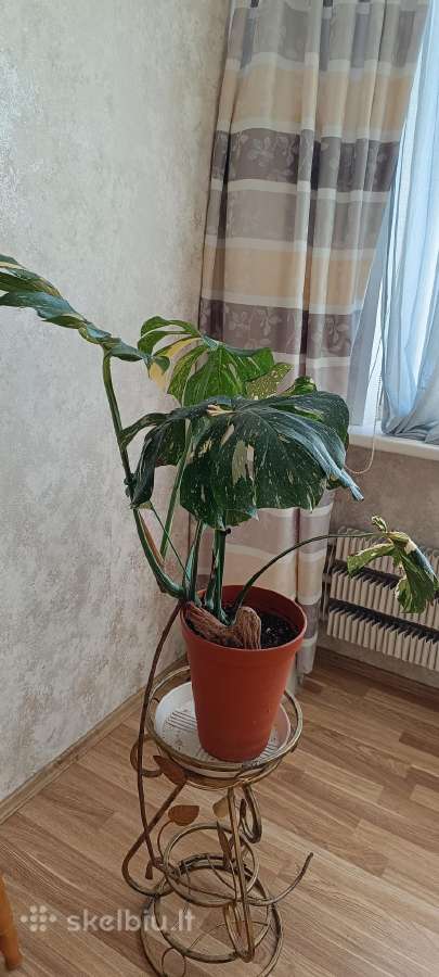 The Monstera Thai Constellation 'Crme Brle'(?