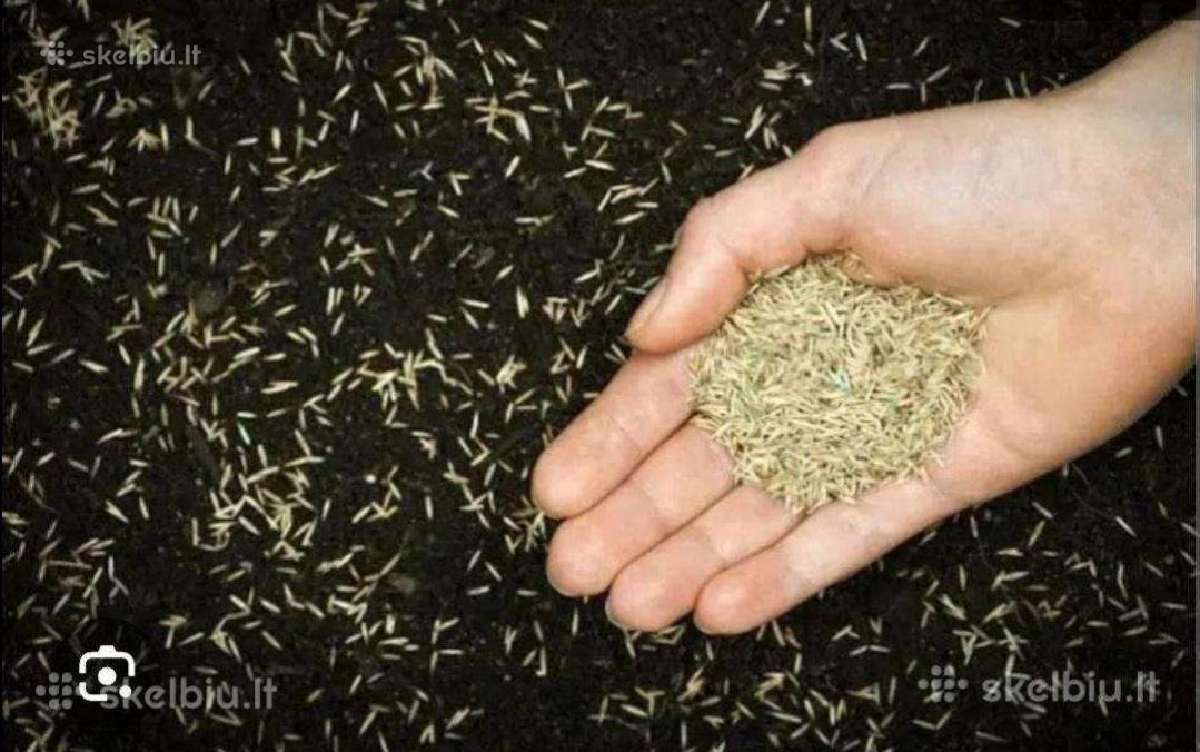Perkame žolių sėklas visoje Lietuvoje