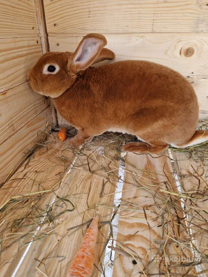 Grynaveisliai oranžiniai rex triušiai - nuotraukos Nr. 3