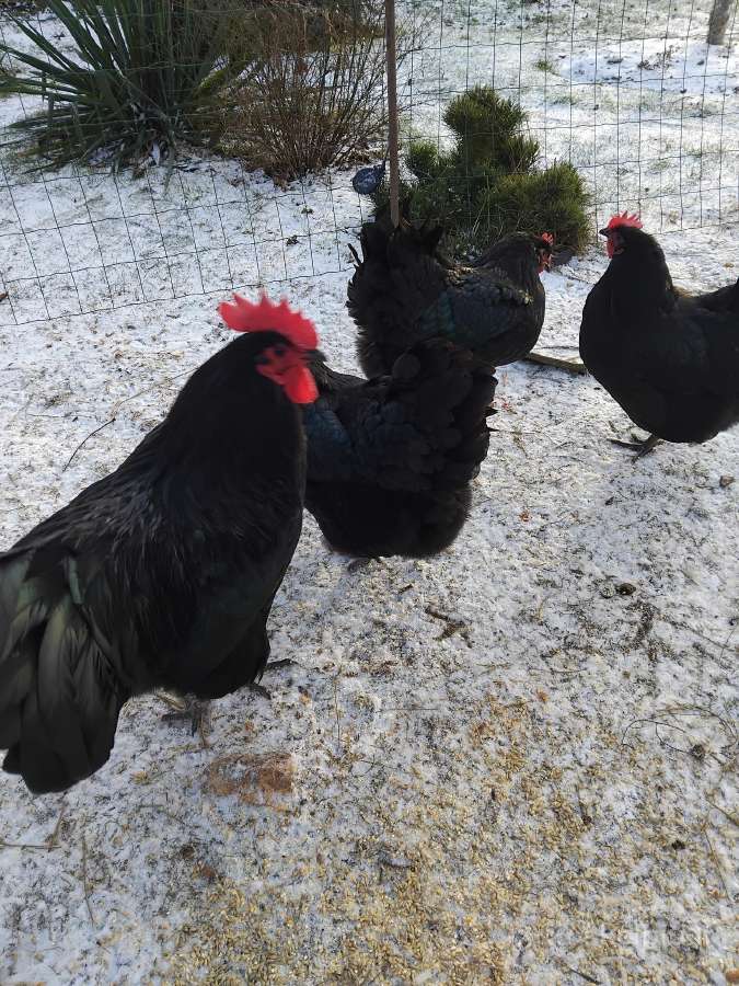 Parduodu juodu australorpu,kornisu juodai krastuot - nuotraukos Nr. 10