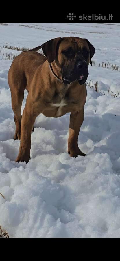 Kanaru dogas(presa canario)sulaukėme vados - nuotraukos Nr. 2