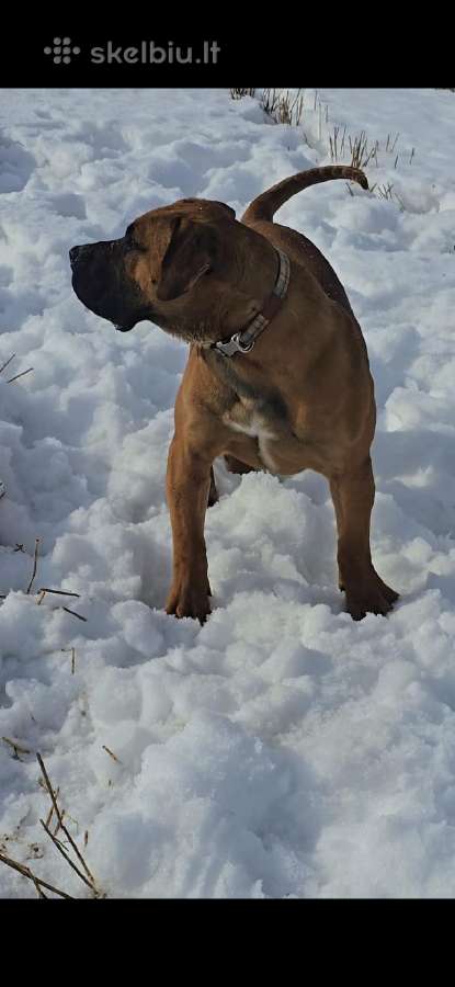 Presa canario.liko berniukas ir mergaite - nuotraukos Nr. 10