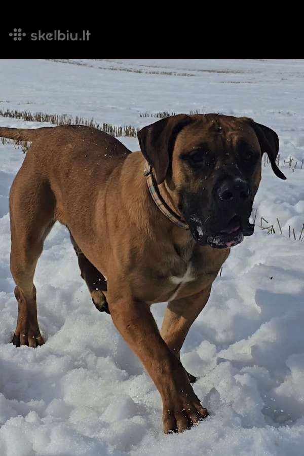 Kanaru dogai(presa Canario)sulaukėme vados - nuotraukos Nr. 13