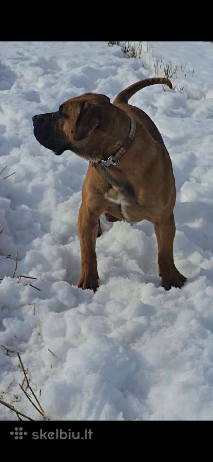Kanaru dogai(presa Canario)sulaukėme vados - nuotraukos Nr. 14