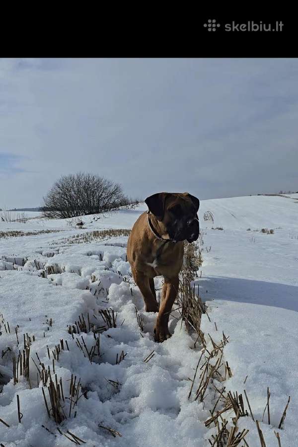 Kanaru dogai(presa Canario)sulaukėme vados - nuotraukos Nr. 11