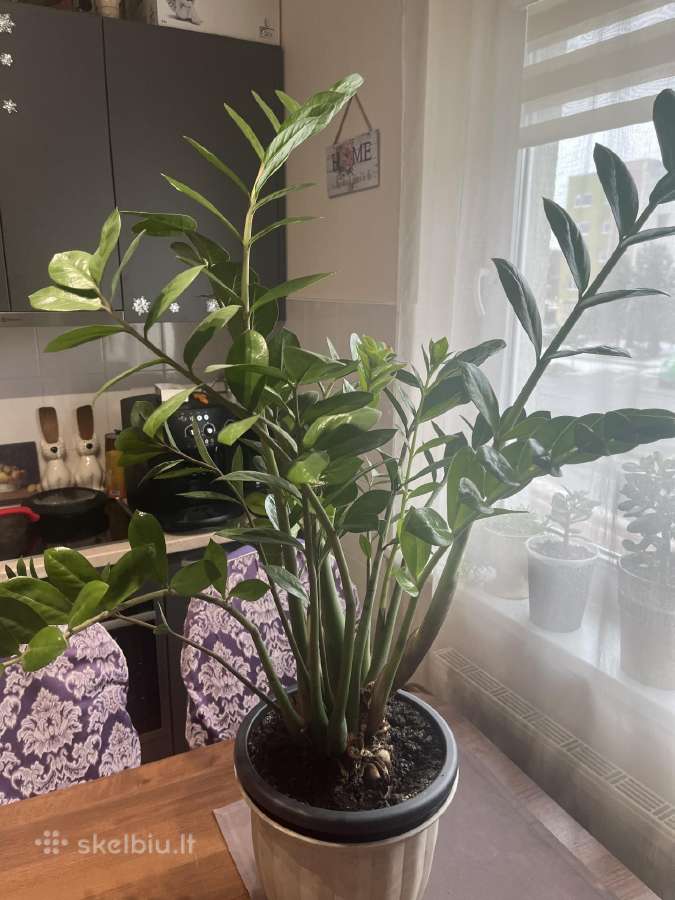 Zamiokulkas (Zamioculcas zamiifolia)