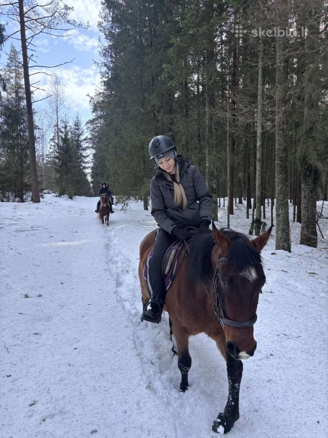 Baltijos šiltakraujis žirgas - nuotraukos Nr. 17