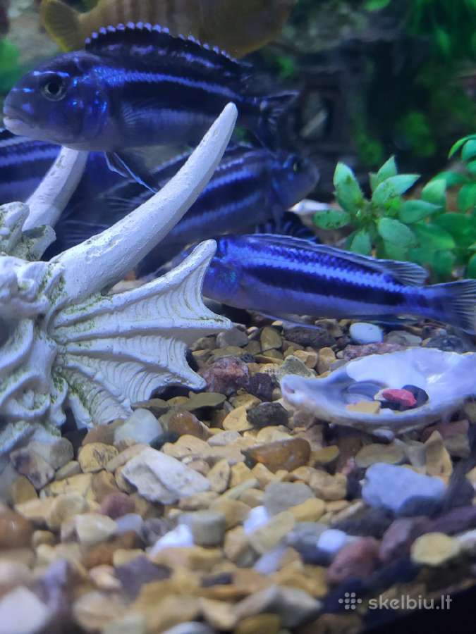Melanochromis cyaneorhabdos (dažnai vadinama Maing