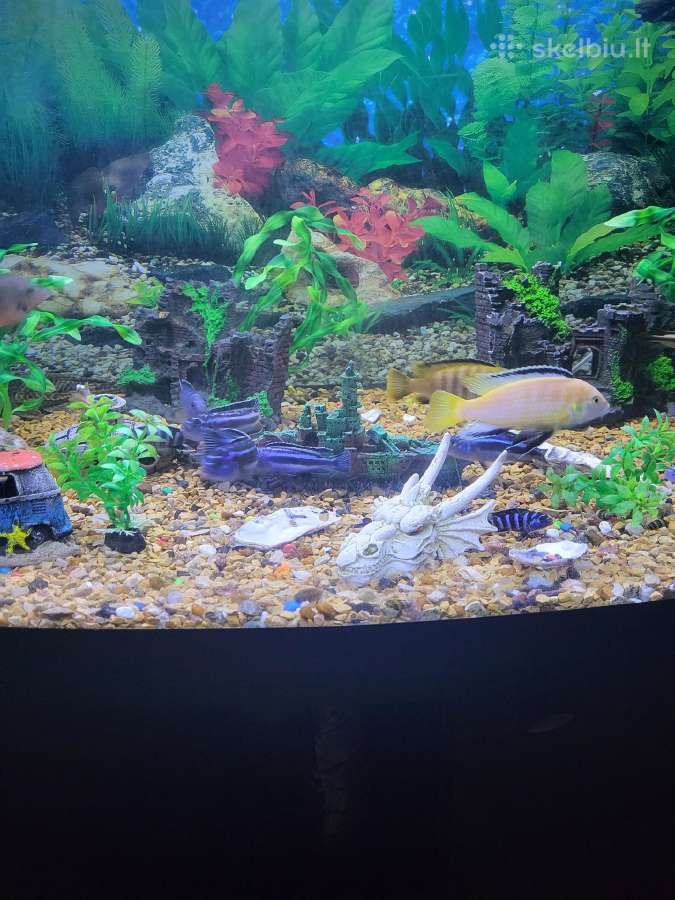 Melanochromis cyaneorhabdos (dažnai vadinama Maing - nuotraukos Nr. 2
