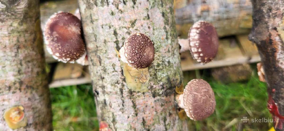 Shiitake rąsteliai, grybai - nuotraukos Nr. 3
