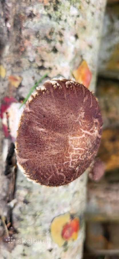 Shiitake rąsteliai, grybai - nuotraukos Nr. 4