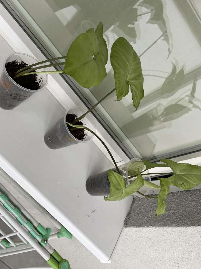 Parduodu Syngonium daigelius - nuotraukos Nr. 2