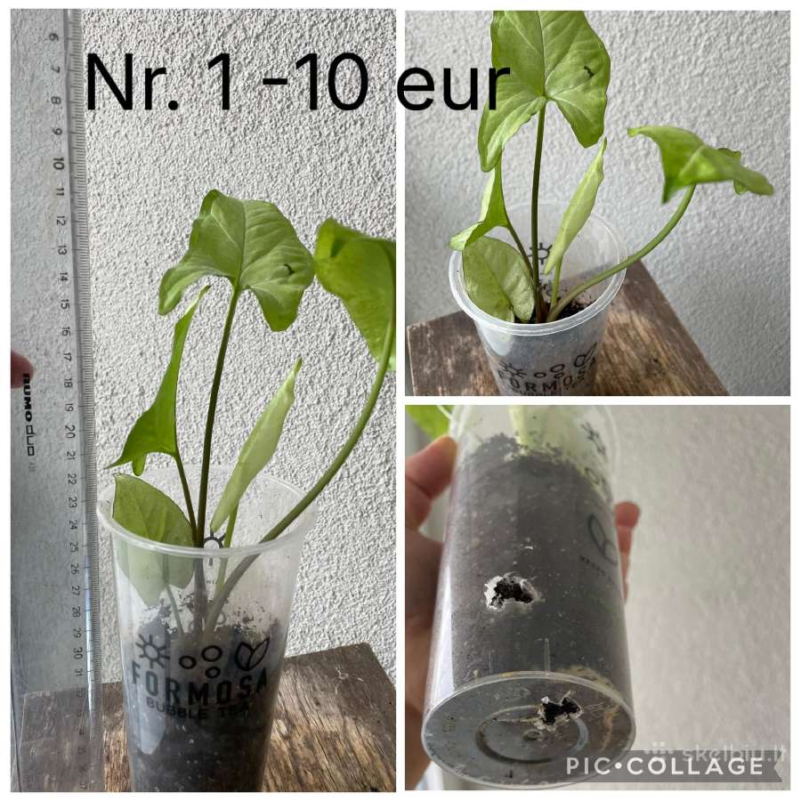 Parduodu Syngonium daigelius - nuotraukos Nr. 3