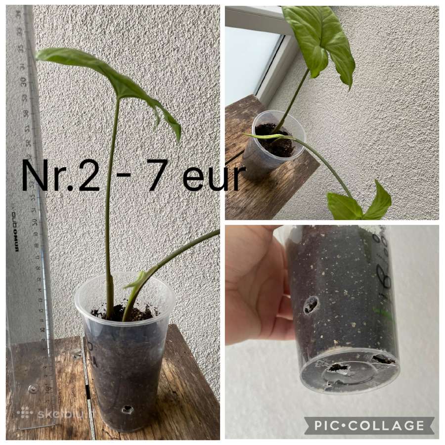 Parduodu Syngonium daigelius - nuotraukos Nr. 4