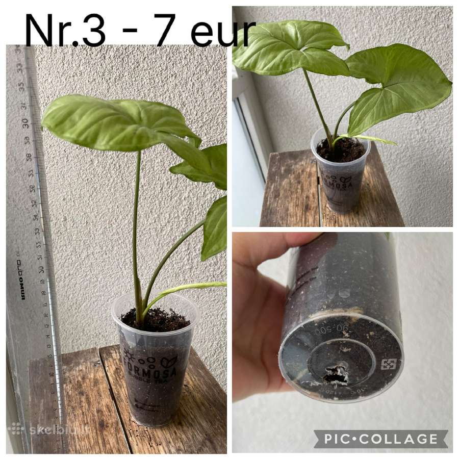 Parduodu Syngonium daigelius - nuotraukos Nr. 5