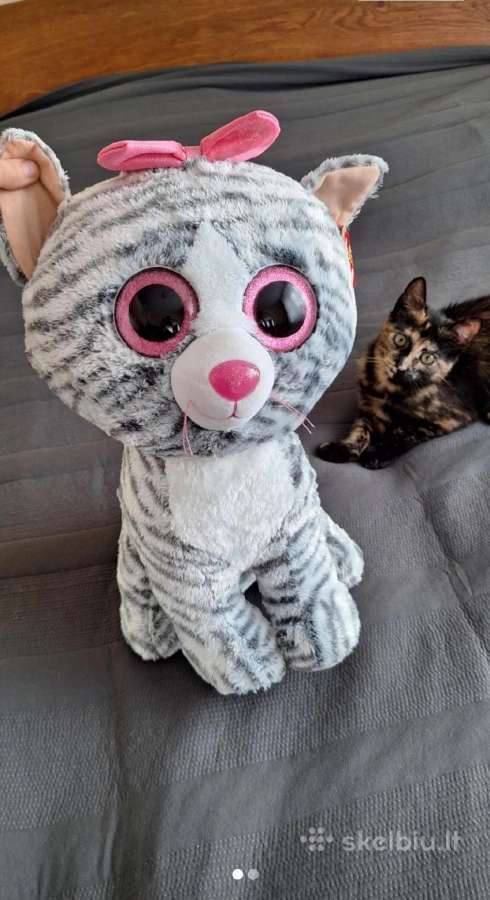 Labai didelis katinas
