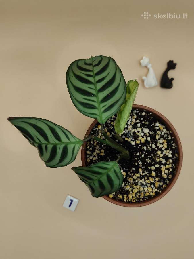 Ctenanthe / Kalatėja kambarinis augalas