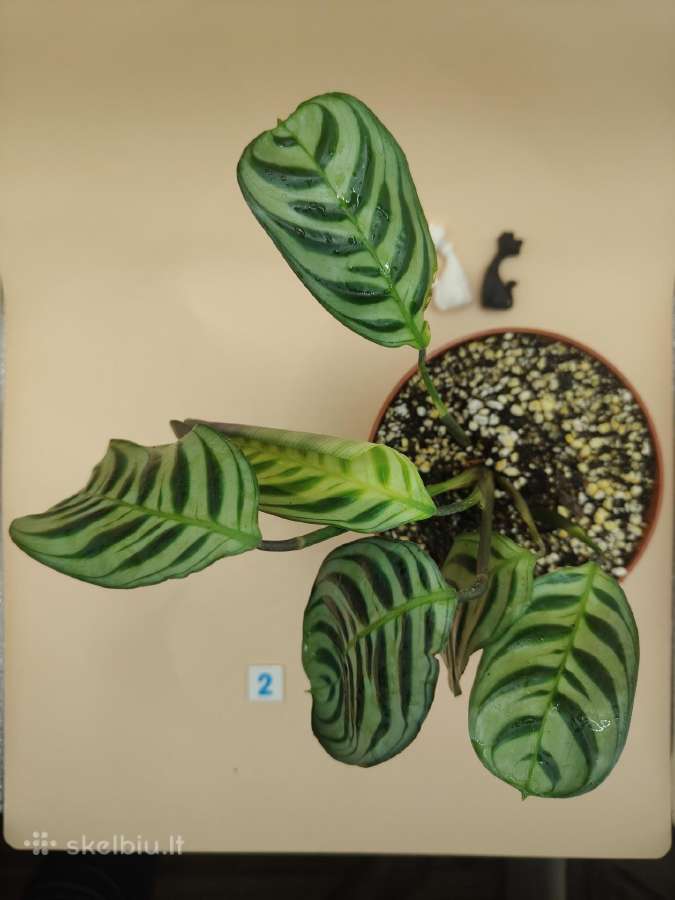 Kambarinis augalas,kalatėja,tropinis,augalas,dekor