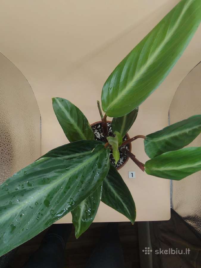 Filodendras (Philodendron) kambarinis augalas