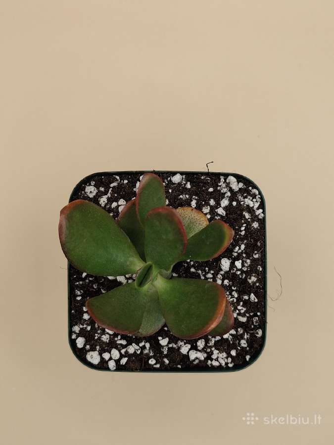 Pinigų medis (Crassula ovata) – lengvai prižiūrima