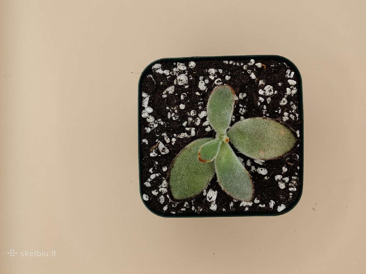 Kalanchoe tomentosa (Panda plant) – pūkuotas sukul