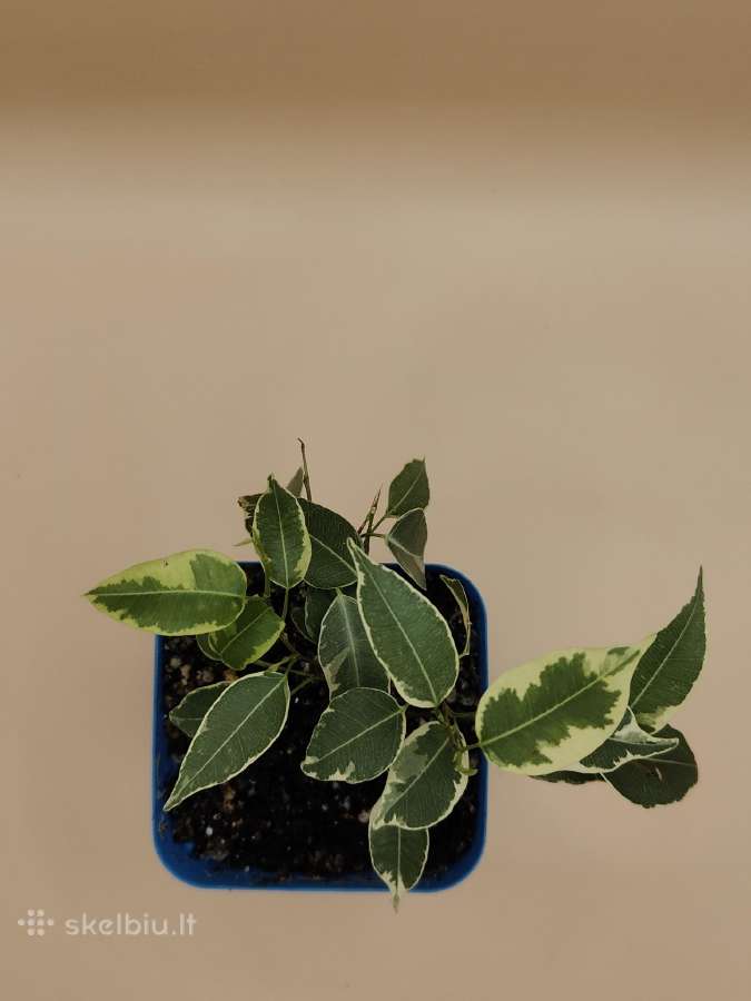 Margalapis fikusas (Ficus Benjamina) – dekoratyvin