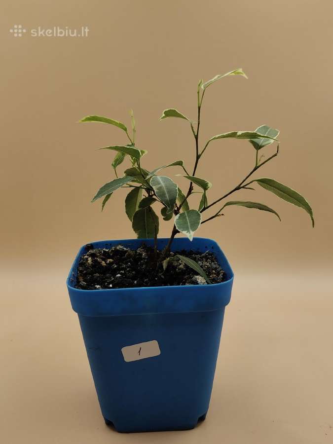 Margalapis fikusas (Ficus Benjamina) – dekoratyvin - nuotraukos Nr. 2