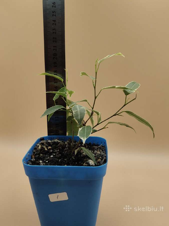 Margalapis fikusas (Ficus Benjamina) – dekoratyvin - nuotraukos Nr. 3