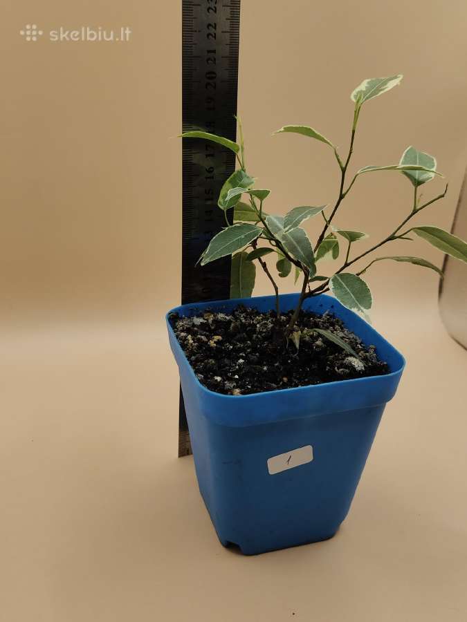 Margalapis fikusas (Ficus Benjamina) – dekoratyvin - nuotraukos Nr. 4