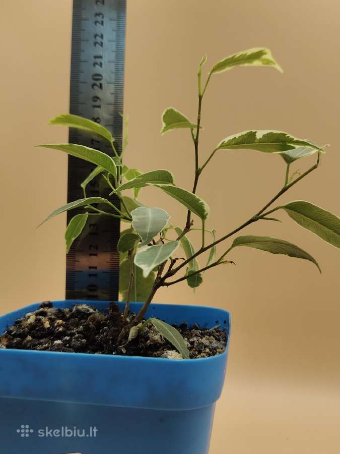 Margalapis fikusas (Ficus Benjamina) – dekoratyvin - nuotraukos Nr. 5