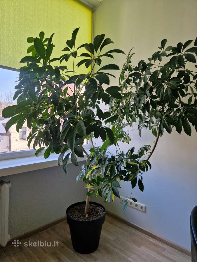 Kambarinė gėlė šeflera