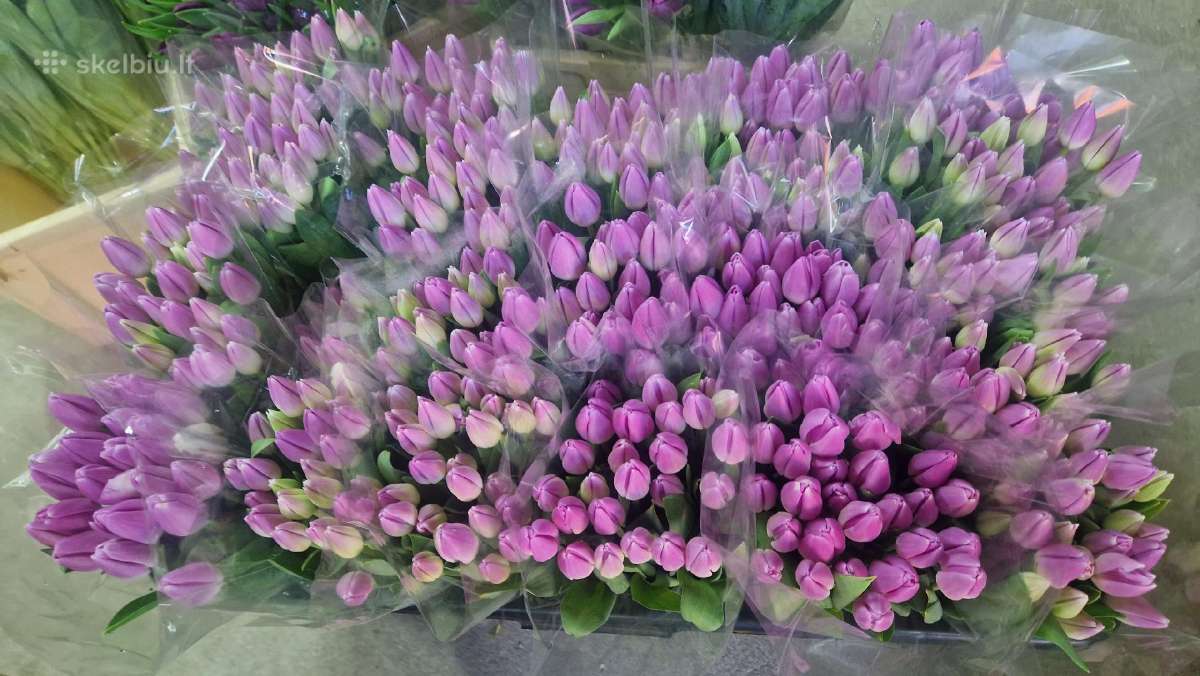 Tulpes - nuotraukos Nr. 14
