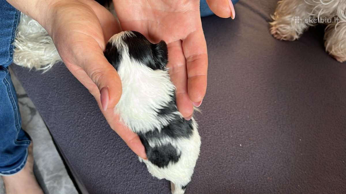 Byver (Bywer) Biever Terrier Berniukai - nuotraukos Nr. 27