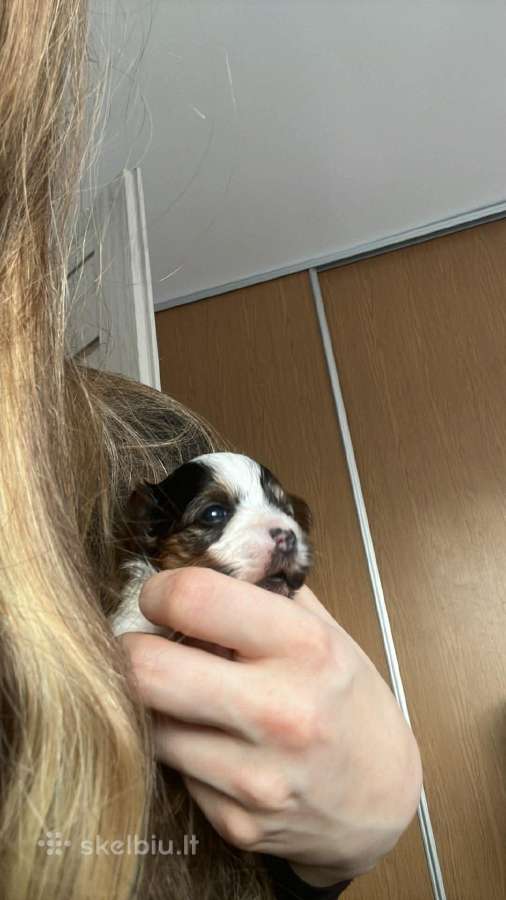 Byver (Bywer) Biever Terrier Berniukai - nuotraukos Nr. 17