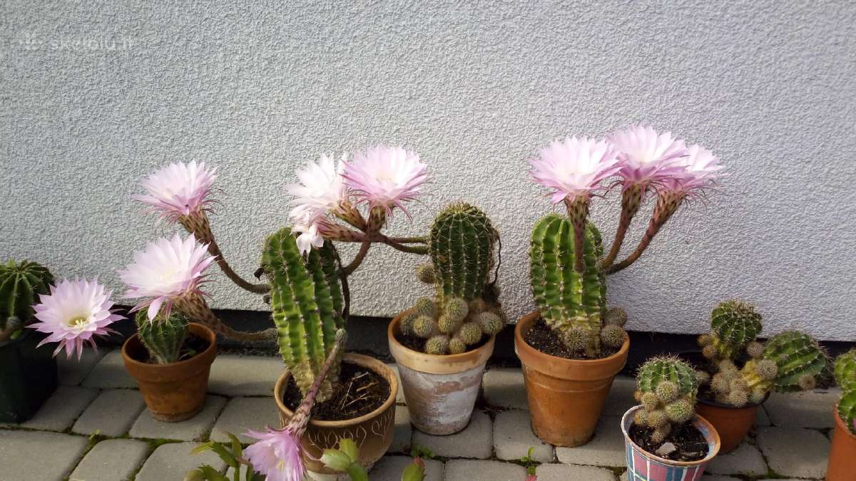 Kaktusai