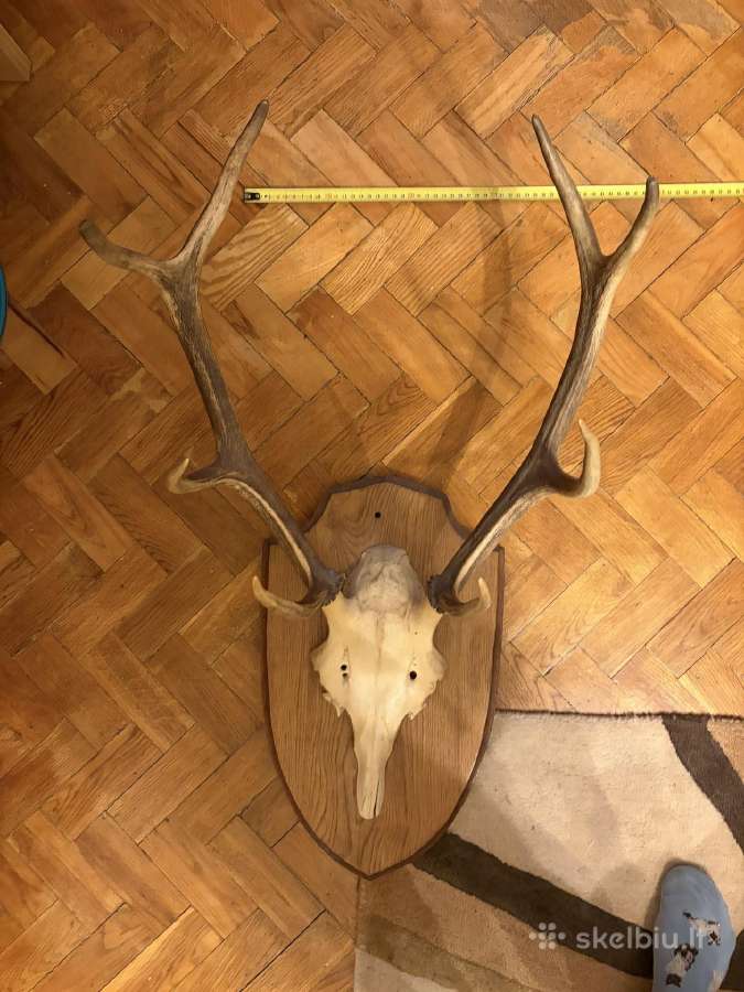 Kabykla ragai - nuotraukos Nr. 6