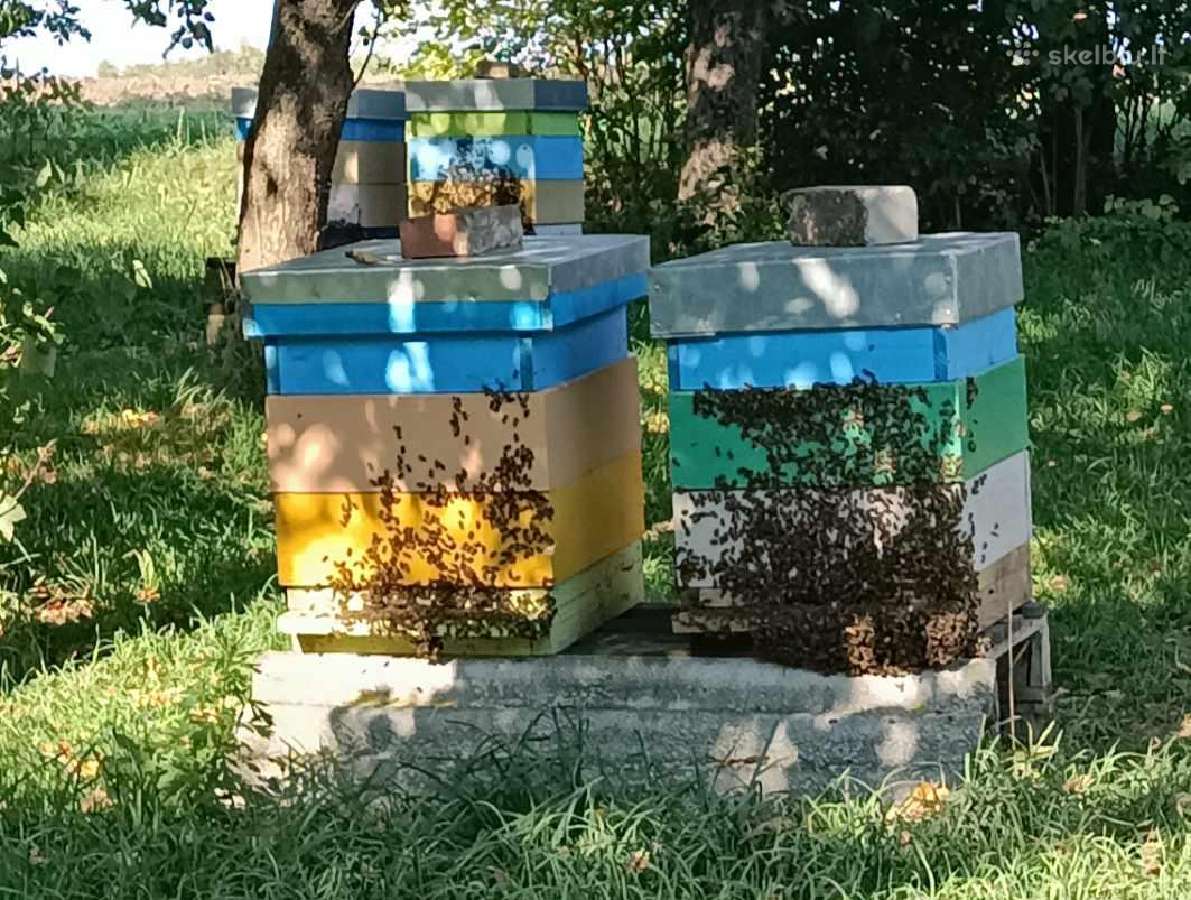 Bičių šeimos