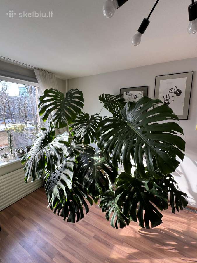 Monstera Deliciosa