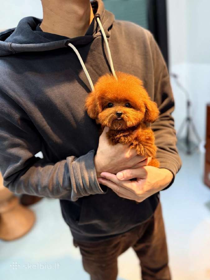 Mini Pudeliukai Ieško Naujų Namučių - nuotraukos Nr. 6