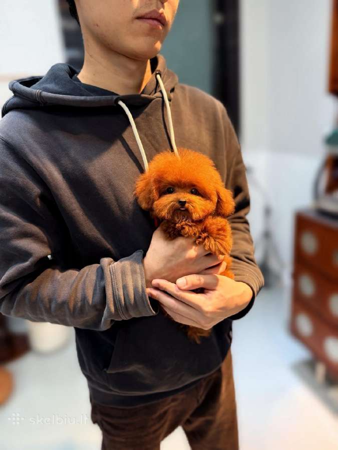 Mini Pudeliukai Ieško Naujų Namučių - nuotraukos Nr. 7