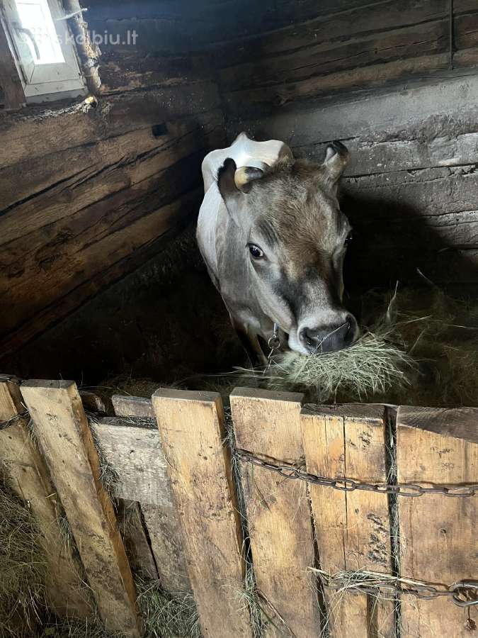 Parduodu