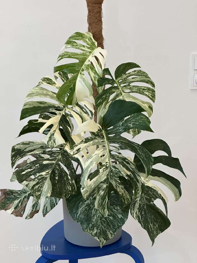 Monstera albo