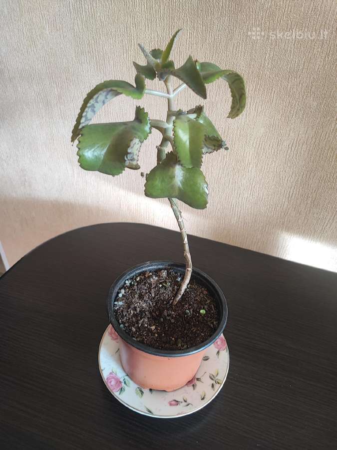 Paleistuvė