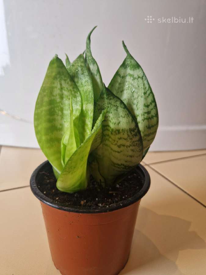 Sanseveria Hahnii